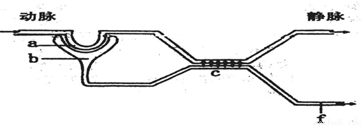 测试某人的入球小动脉、肾小管、输尿管中的液
