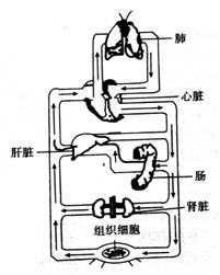                 (1)血液流经小肠时