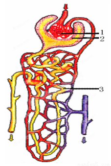 (6分)右图是尿的形成示意图,请据图分析回答:(1)肾单位是由图中的[ ②