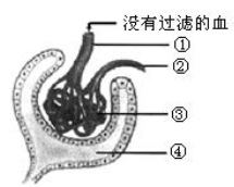 正常成人血浆、原尿和尿液中主要成分的浓度比