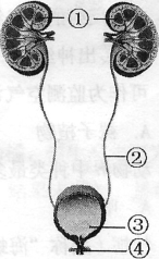 下图是泌尿系统的结构简图,请据图回答:(9分)