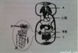 生体检时的血检结果统计【其中<em>白细胞正常值</em>为