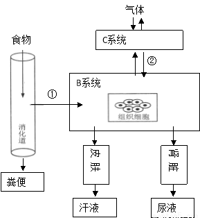 系示意图,据图表示下列高清⑴①回答的女生过笑问题的头像生理图片