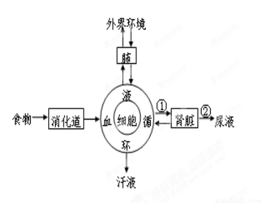 人的生活离不开营养物质和氧气,同时还要排出