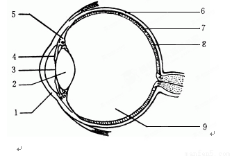 图A为反射弧模式图,图B表示眼睛成像情况和矫