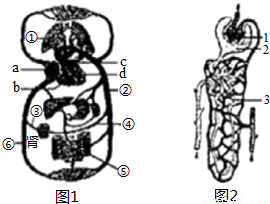 如图1为人体血液循环示意图,字母和数字均表示