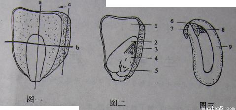 (2)在图二所示的玉米种子的剖面上滴一滴染液,变成蓝色的部分是[   ]