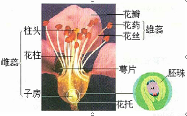 胚珠的结构详图,花粉管进入胚珠的方式,胚珠(第8页)_大山谷图库
