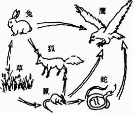 据图分析回答下列问题:(1)该食物网有____条食物链