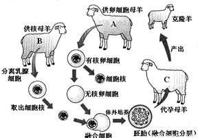 材料:1996年,英国科学家首次用母羊身体上的细