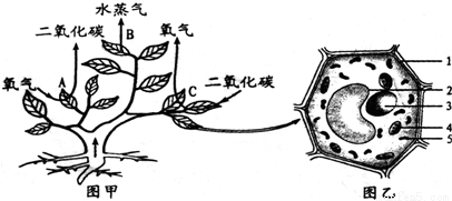 如图甲曲线表示某密闭的蔬菜大棚内一天24小