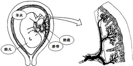 被誉为"试管婴儿之父"的美国生理学家罗伯特爱德荣营荣获2010年诺贝尔