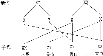 系统、循环系统和泌尿系统的生理活动示意图,