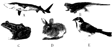 bgi00005813.png