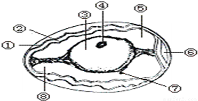 鸟卵胚胎发育所需的营养物质主要来自