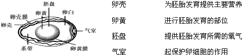 人的胚盘,三胚层胚盘,二胚层胚盘(第4页)_大山谷图库