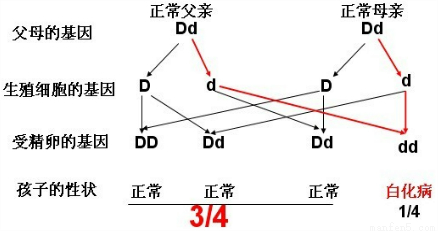 故答案为:(1)相对性状(2)遗传(3)有耳垂(4)dd;dd;75%