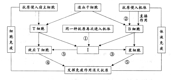 图是人体特异性免疫的过程示意图(图中序号表