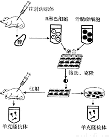 香蕉原产热带地区,是我国南方重要的经济作物