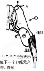 反射弧的完整结构 iat00023123.jpg