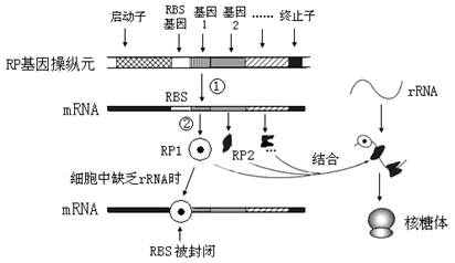 iat00000281.jpg