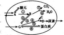 如何代谢掉体内的甘油三酯 iat00037699.jpg