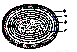 下面是蓝藻细胞的结构模式图,请根据图回答.